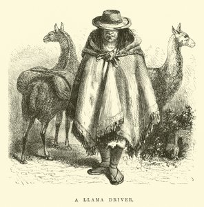Un conducteur de lama - Edouard Riou